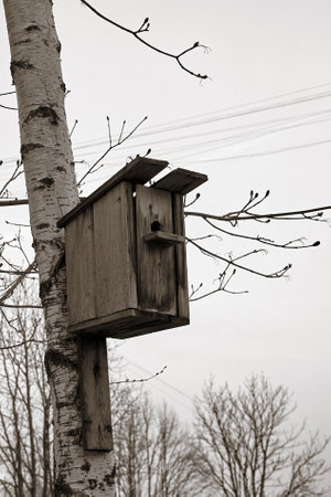 Black and white image of an old birdhouse on a treeの写真素材