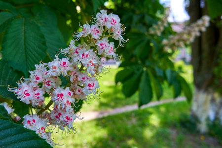 A branch of a flowering chestnut close-up. Blooming chestnut tree in a city park on a sunny dayの写真素材