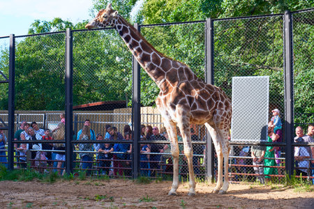 Moscow, Russia - July 21, 2023: Giraffe in the enclosure of the Moscow Zooのeditorial素材
