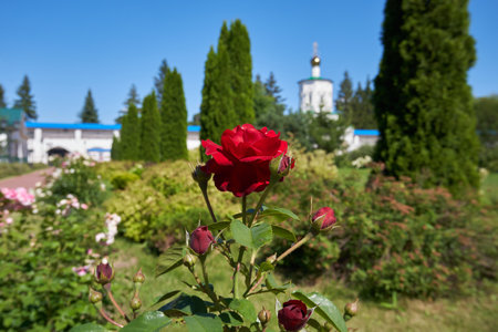 A red blooming rose in a summer park, close-upの写真素材