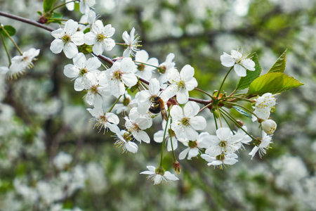 Bumblebee pollinates white flowers of the cherry tree in spring