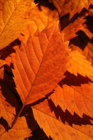 Autumn leaves in the forest as a backgroundの素材