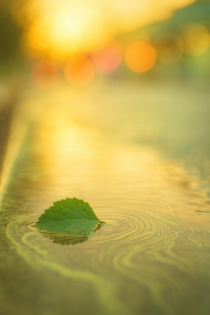 Green leaf on the water surface with bokeh sun light backgroundの素材