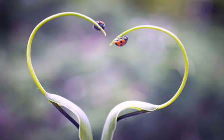 Animal Loveの写真素材