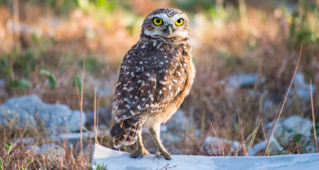 Owl Portraitの写真素材