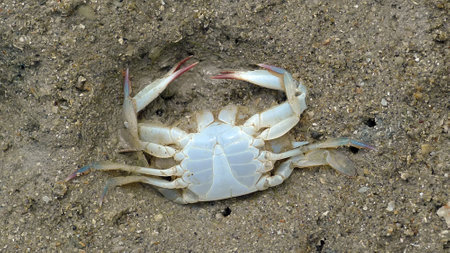 dead crab on the sand by the beachの写真素材