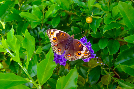 Beautiful brown butterfly with yellow spots in the garden with purple flowers