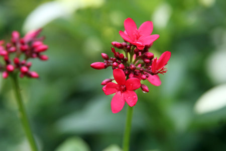 Beautiful red peregrina jatropha flowers in the gardenの写真素材