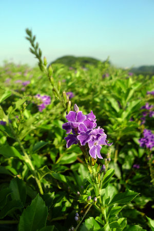 Beautiful purple 
Duranta erecta flowers plant outdoorの写真素材