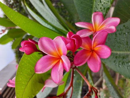 beautiful fresh  pink frangipani flower in the gardenの写真素材