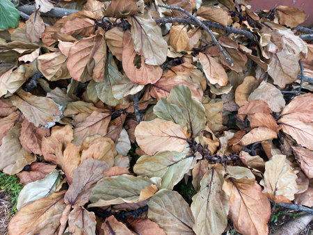 brown green dry leaves in the parkの写真素材