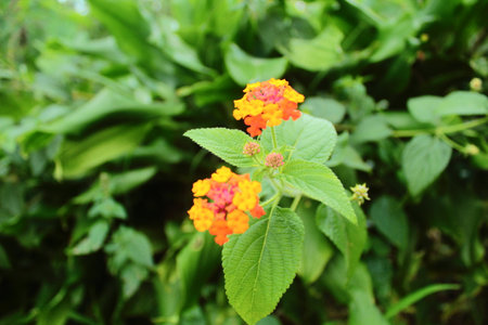 lantana camara flowers in the jungleの写真素材