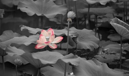 lotusの写真素材