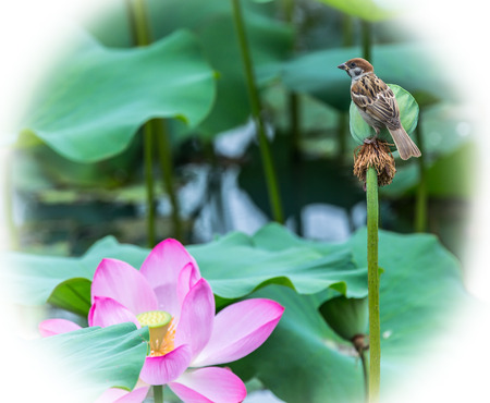 bird resting on lotus の写真素材