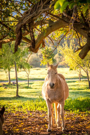 backlit soft image of a lone grey horse stood under a tree with dew on the ground at sunriseの写真素材