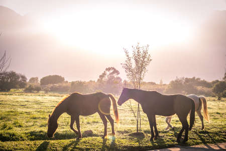 backlit soft image of horses sunrise horse in a green grass field with dew on the ground at sunrise