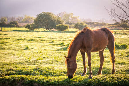 backlit soft image of a lone bay brown coloured horse in a green grass field with dew on the ground at sunriseの写真素材
