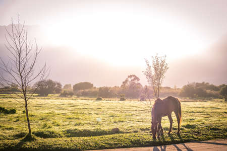 backlit soft image of a lone bay brown coloured horse walking along a path with dew on the ground at sunriseの写真素材