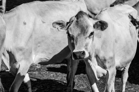 black and white image of a dairy cow just after being milked on a farmの写真素材