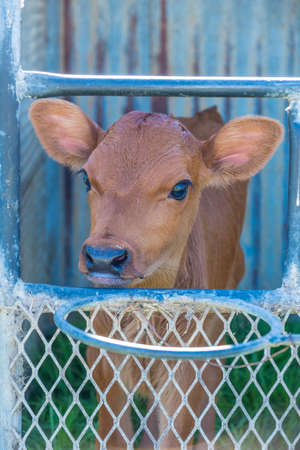 image of a young dairy cow in a cage just after being separated from its mother