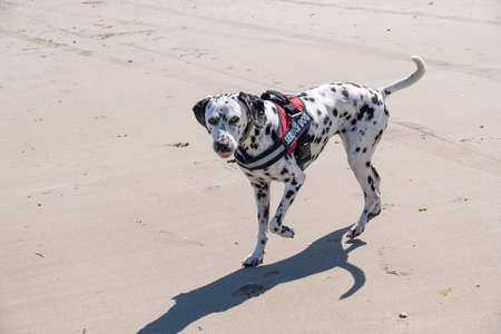 dalmatian search and rescue dog working on a beach on a bright day on a bright dayの写真素材