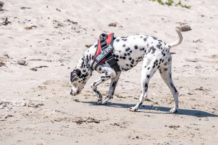 dalmatian search and rescue dog working on a beach on a bright day on a bright dayの写真素材