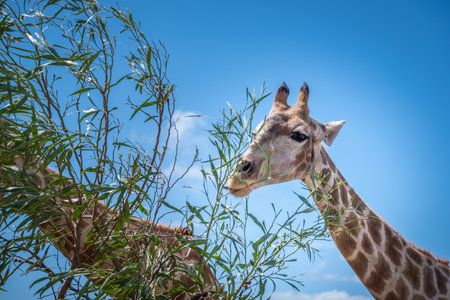 close up of two griaffe eatingの写真素材