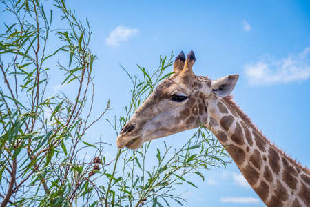 close up of a giraffe head while eatingの写真素材