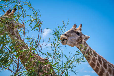 close up of two griaffe eatingの写真素材