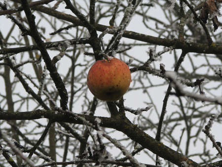 A lonly apple on a frosty treeの写真素材