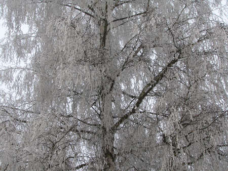 Snow covered tree branches in winter forestの写真素材