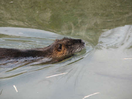 A beaver swimming in the waterの写真素材