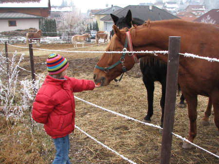 Girl feeding a horseの写真素材
