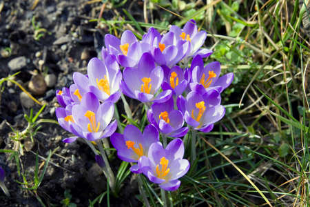 Violet spring flowers on green grassの写真素材