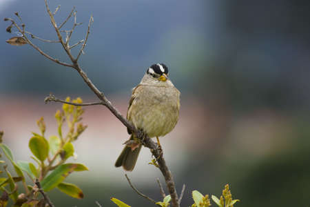 A closeup of a sparrowの写真素材
