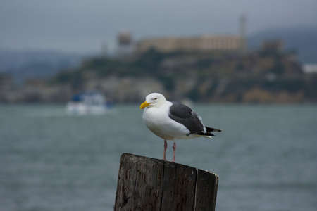 Alcatraz - The Rock - island located on the middle of San Francisco Bay in California, USAの写真素材