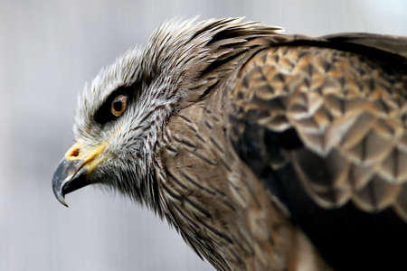 Close up of a Black Kiteの写真素材