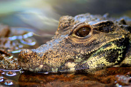 Close up of a Crocodileの写真素材