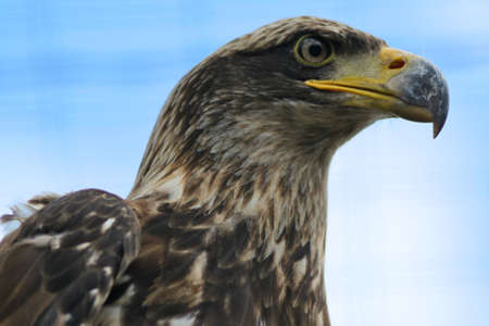 Close up of an Eastern Imperial Eagleの写真素材