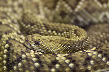 Close up of a Horned Viperの写真素材