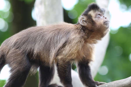 Capuchin Monkey with interesting expression on his faceの写真素材