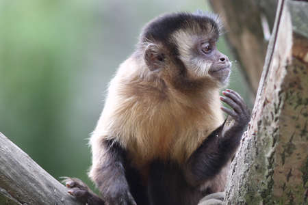 Capuchin Monkey with interesting expression on his face