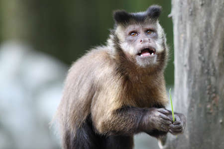 Capuchin Monkey with interesting expression on his faceの写真素材