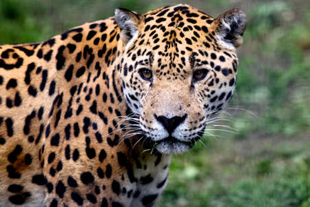 Close up portrait of Jaguar (Panthera onca) の写真素材