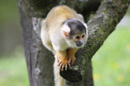 Squirrel Monkey sitting in the trees