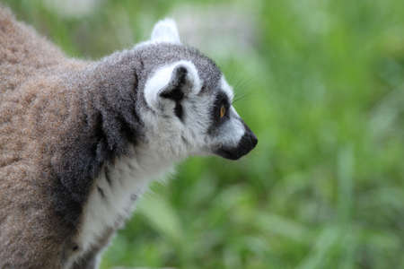Close up of Ring-tailed Lemur