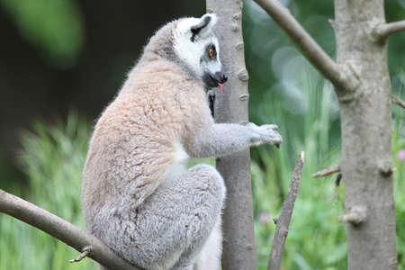Close up of Ring-tailed Lemur