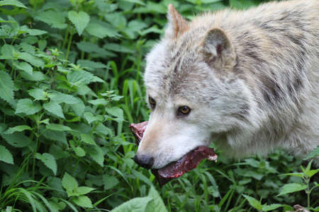 Wolf with prey in its mouthの写真素材