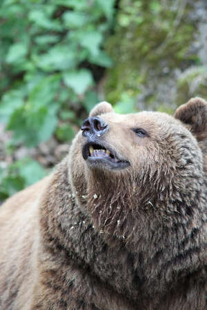 Close up of a Brown Bearの写真素材