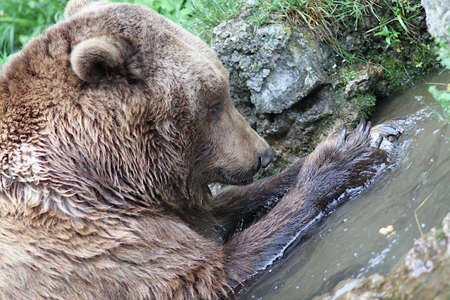 Close up of a Brown Bearの写真素材